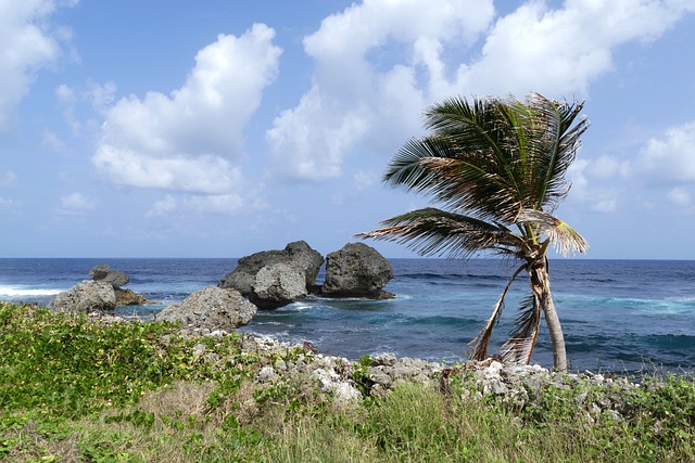 a beach with rocks, a palm tree, and the ocean in grenada