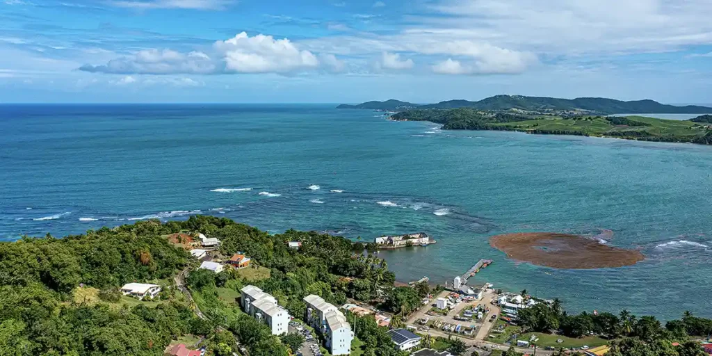 dominica-short