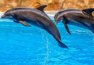 dolphins in saint kitts