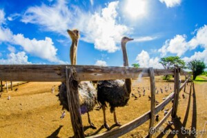 Direct Investment or Regional Center: The EB-5 Decision That Shapes Your Path to a Green Card