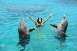 dolphins 300x200