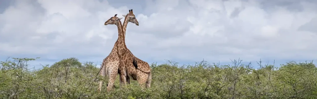 namibia-long