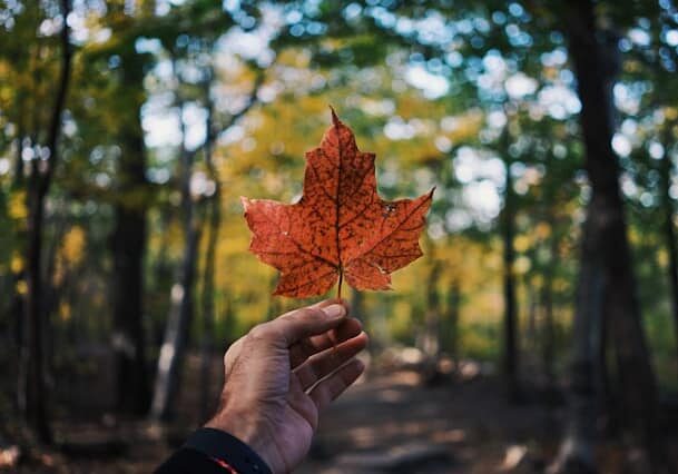 Hand holding up a maple leaf with a forest in the background - Canada Startup Visa for entrepreneurs