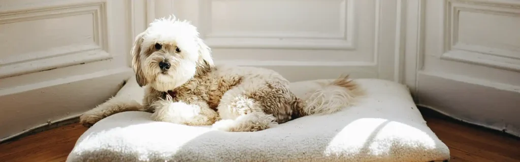 pet-dog