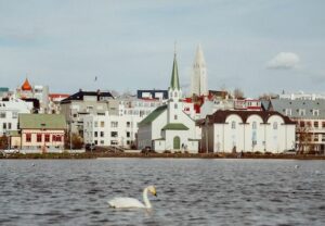 Swan swimming in front of buildings in Iceland - Icelandic digital nomad visa