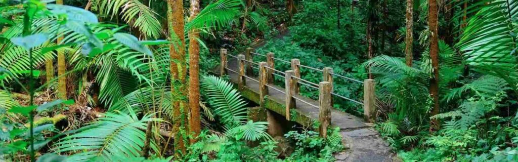 grenada's Grand Etang National Park