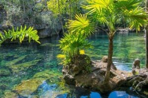 vegitation and calm waters of dominica's indian river