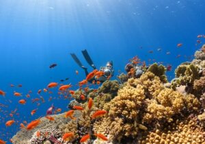 scuba diver swimming through champange reef in dominica with orange fee and coral