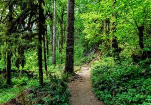 waitukubuli-national-trail in dominica