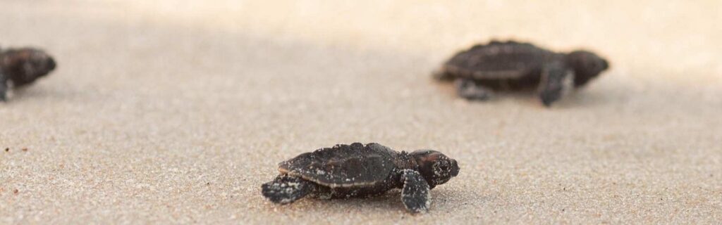 sea turtles at Levera Beach