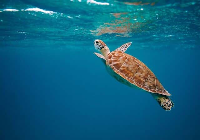 swim with stingrays and turtles in USVI