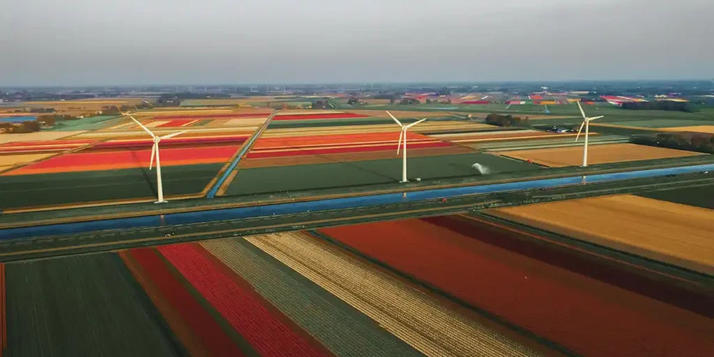 Colorful fields of tulips in Callantsoog, Netherlands