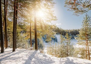 Forest in Finland during winter - clean country