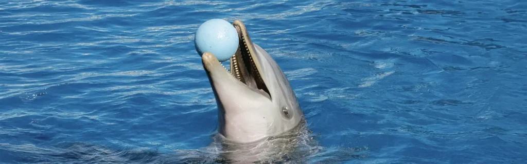 A dolphin in Zoomarine