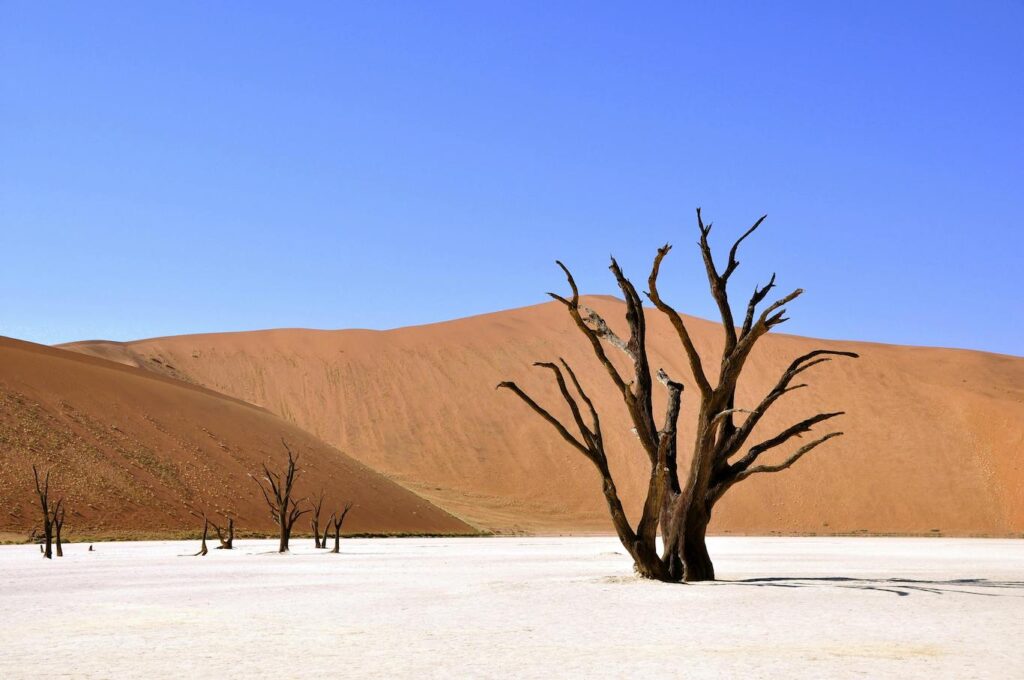 A barren, dead tree stands alone in a vast desert landscape under a clear blue sky.