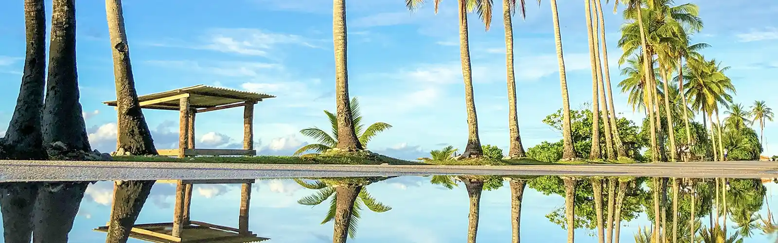 Palm trees on Nauru island